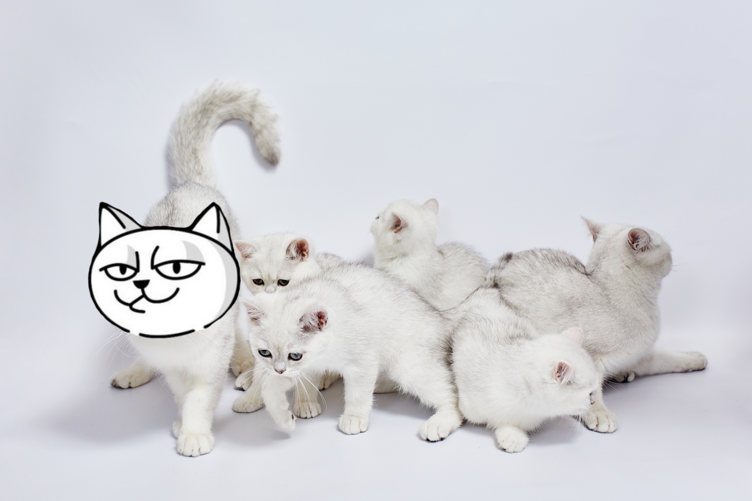 mono запускає оплачуване ШІ-стажування для студентів з Java, Python, Go і Data Science